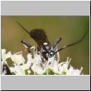 Achaius oratorius - Schlupfwespe m01b 15mm - OS-Hellern Wiese det06.jpg